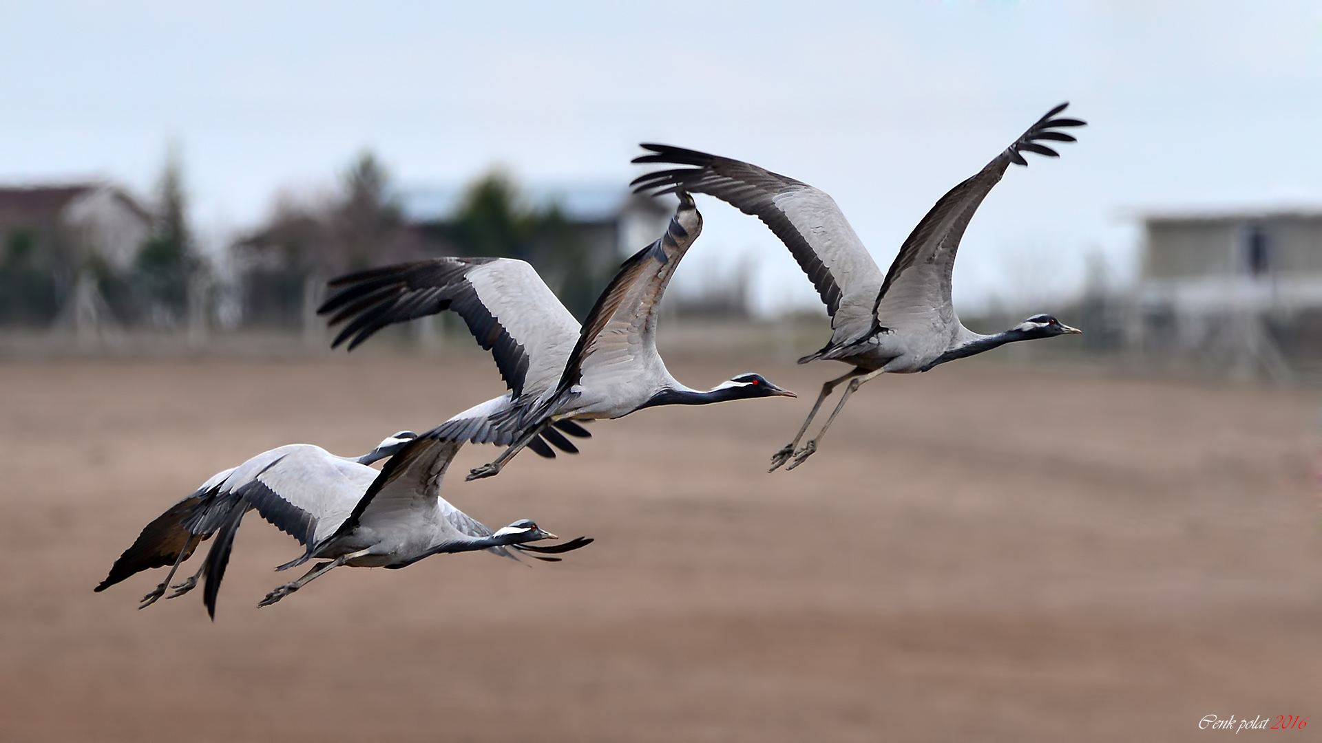 Demoiselle Crane